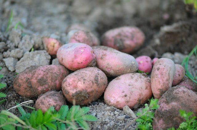 Ідеальний урожай: коли потрібно садити картоплю, поради щодо підготовки та правила посадки – Modista - Жіночий журнал Ідеальний урожай: коли потрібно садити картоплю, поради щодо підготовки та правила посадки