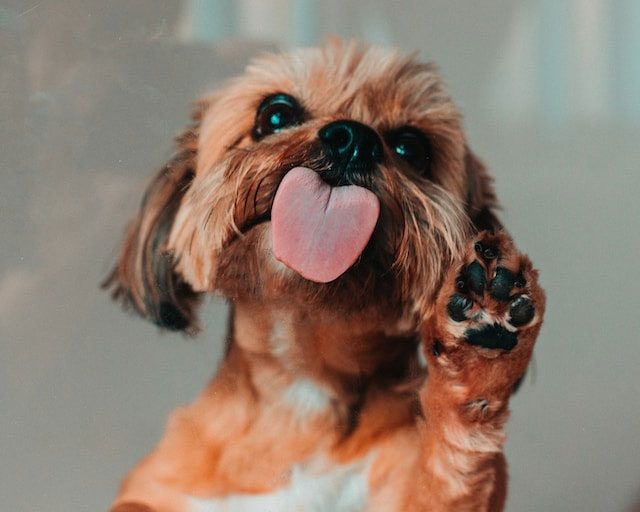 7 дивовижних фактів про собак, які змінять ваше уявлення про домашнього улюбленця