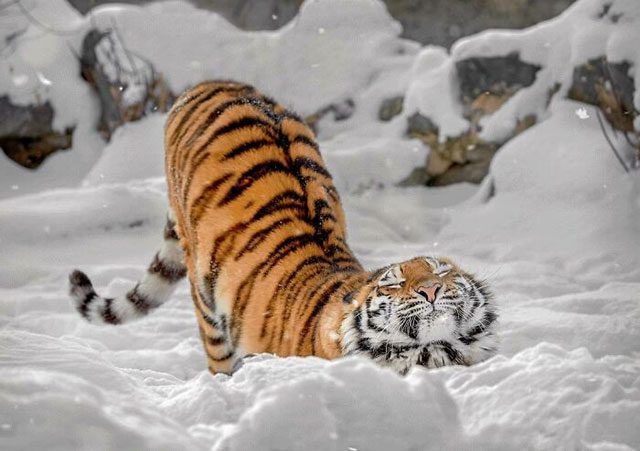 Дивовижні фото тварин на яких вони вміло позують Дивовижні фото тварин на яких вони вміло позують
