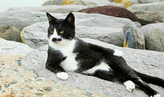 Дивовижні фото тварин на яких вони вміло позують Дивовижні фото тварин на яких вони вміло позують