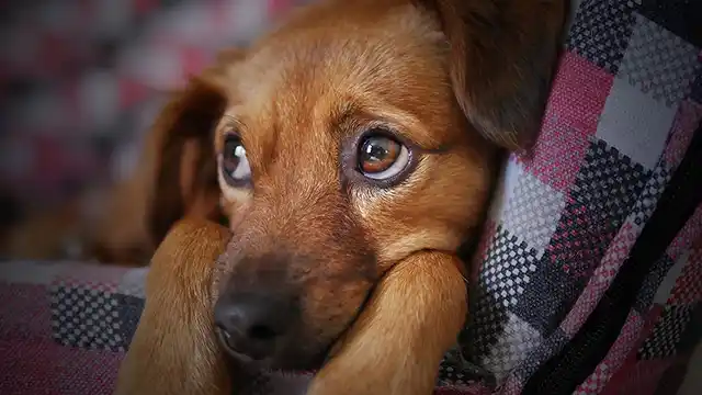 Сьогодні 4 жовтня 2023 року Всесвітній день захисту тварин – красиві фото та картинки з тваринами Сьогодні 4 жовтня 2023 року Всесвітній день захисту тварин – красиві фото та картинки з тваринами