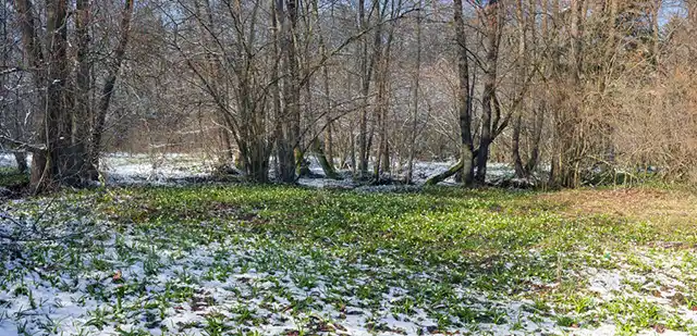 Сад і город - Коли сіяти розсаду і білити дерева у лютому 2024 року: місячний посівний календар дачника