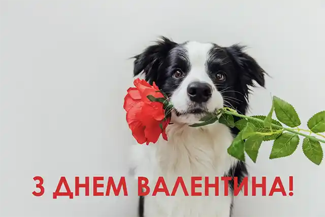 Свята - З Днем всіх закоханих 2024: Найкращі привітання, картинки, листівки та валентинки українською для коханої людини на День Святого Валентина