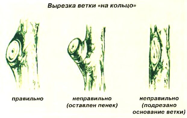 Як обрізати грушу навесні, щоб дерево рясно плодоносило і за плодами не потрібно було далеко тягтися – Modista - Жіночий журнал Без категорії - Як обрізати грушу навесні, щоб дерево рясно плодоносило і за плодами не потрібно було далеко тягтися