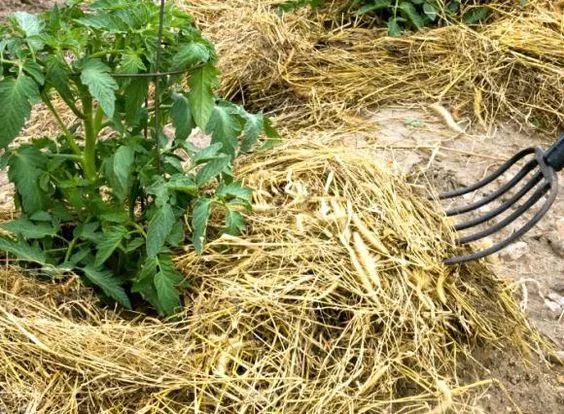 Нещадний ворог вашого городу: як позбутися пирію раз і назавжди – Modista - Жіночий журнал Без категорії - Нещадний ворог вашого городу: як позбутися пирію раз і назавжди