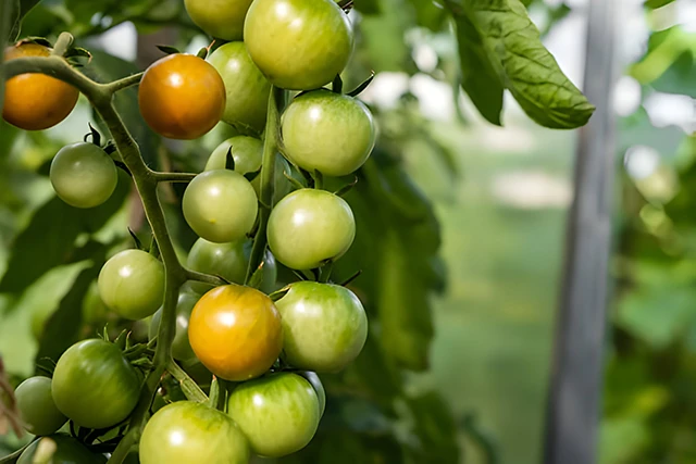 Догляд за помідорами у червні: секрети рекордного врожаю 🍅 – Modista - Жіночий журнал Без категорії - Догляд за помідорами у червні: секрети рекордного врожаю 🍅