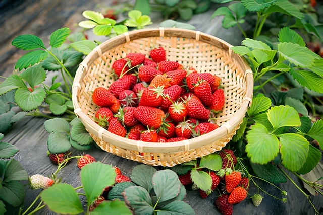 Без категорії - Кисла полуниця? Розкриваємо секрети солодкого врожаю 🍓🍯