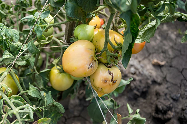 Чорні плями на помідорах: не панікуйте, а дійте! 🍅🛡️ – Modista - Жіночий журнал Без категорії - Чорні плями на помідорах: не панікуйте, а дійте! 🍅🛡️
