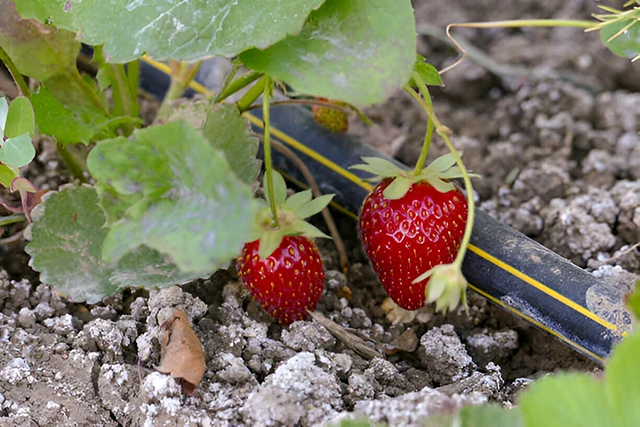 Капронові колготки на городі: несподіваний секрет багатого врожаю полуниці 🍓🧦 – Modista - Жіночий журнал Без категорії - Капронові колготки на городі: несподіваний секрет багатого врожаю полуниці 🍓🧦