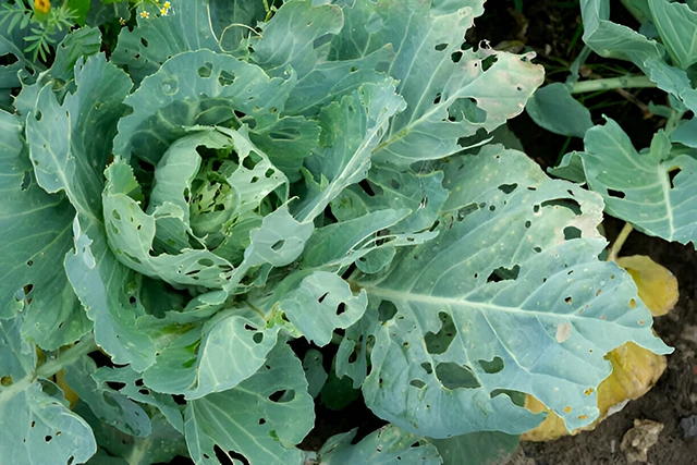 Як врятувати капусту від гусениць: ефективні поради городникам 🐛🥬 – Modista - Жіночий журнал Без категорії - Як врятувати капусту від гусениць: ефективні поради городникам 🐛🥬