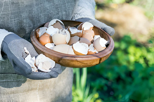 Яєчна шкаралупа як добриво: які рослини її обожнюють, а які - ні 🥚🌱 – Modista - Жіночий журнал Без категорії - Яєчна шкаралупа як добриво: які рослини її обожнюють, а які - ні 🥚🌱