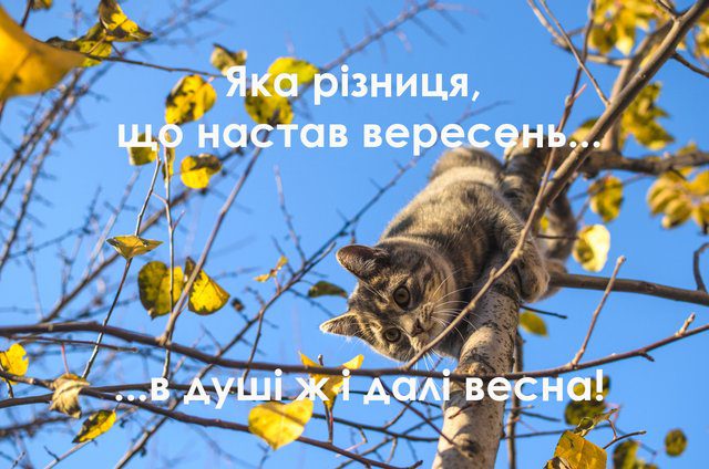 Чарівність першого дня осені 2024: Теплі привітання та яскраві картинки, листівки українською – Modista - Жіночий журнал Без категорії - Чарівність першого дня осені 2024: Теплі привітання та яскраві картинки, листівки українською