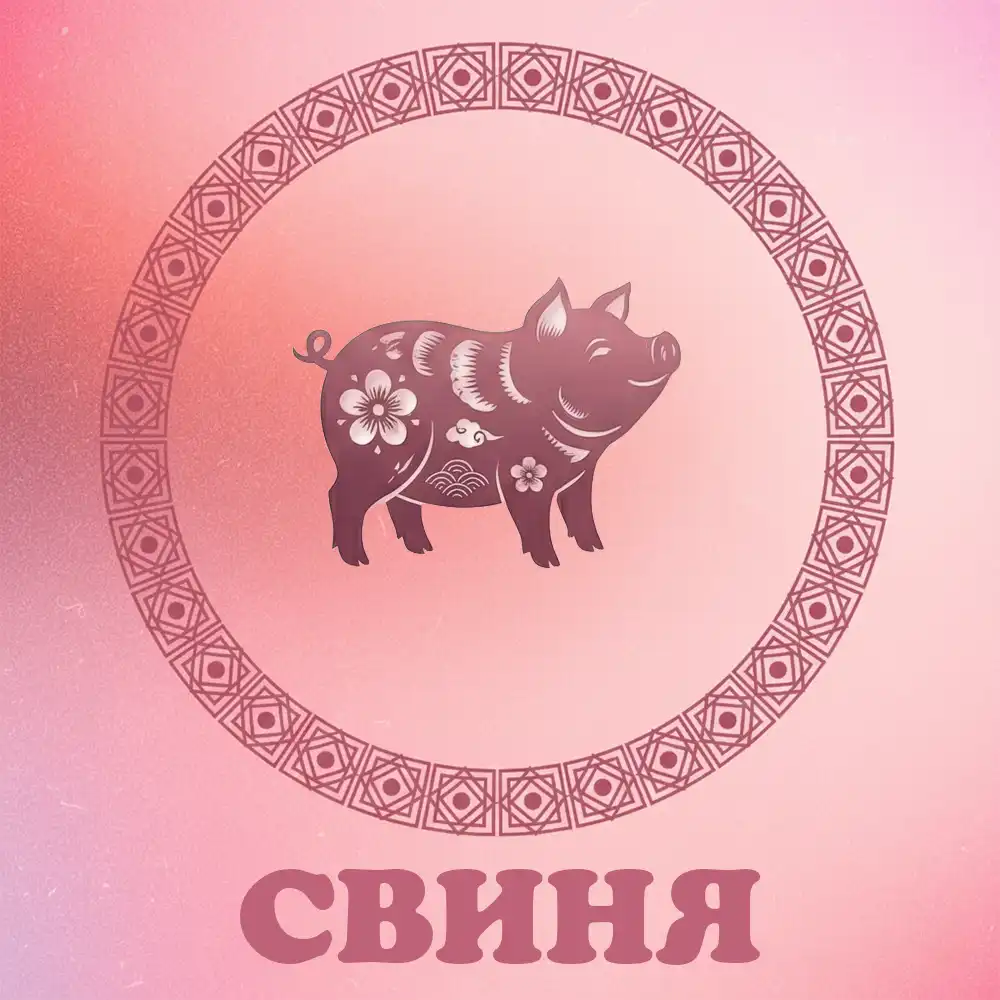 На китайський знак Зодіаку Свиня чекає удача 20 грудня 2025 року