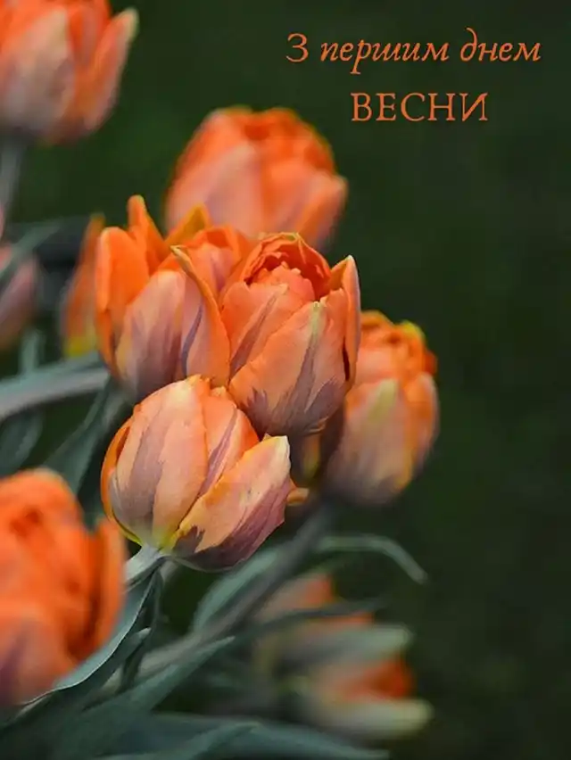 Modista - Жіночий журнал  - З Першим Днем Весни: Поділіться Цим Теплом І Надією З Найближчими