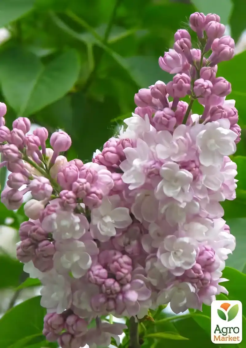 A Fragrant Symphony of Lilacs for Your Garden Plot Modista - Жіночий журнал Modista - Women's magazine Uncategorized - A Fragrant Symphony of Lilacs for Your Garden Plot
