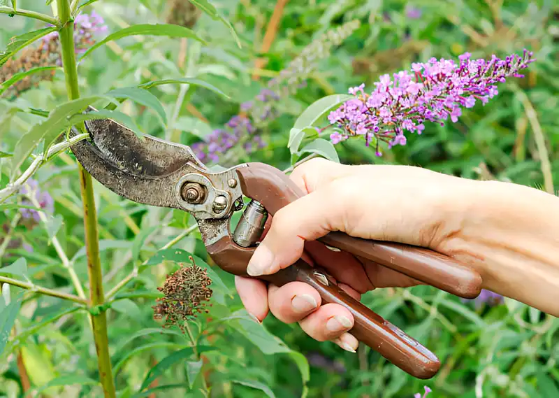 When Is the Best Time to Prune Butterfly Bush for Lush and Healthy Blooming Modista - Жіночий журнал Modista - Women's magazine Uncategorized - When Is the Best Time to Prune Butterfly Bush for Lush and Healthy Blooming