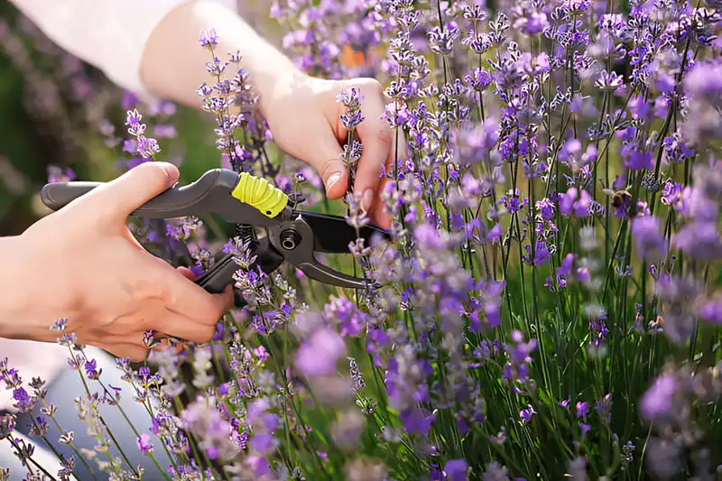 The Secret to Lush Lavender Blooms: One Simple Pruning Rule for the Mediterranean Beauty Modista - Жіночий журнал Modista - Women's magazine Uncategorized - The Secret to Lush Lavender Blooms: One Simple Pruning Rule for the Mediterranean Beauty
