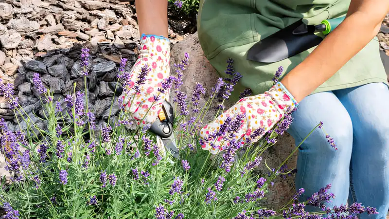 The Secret to Lush Lavender Blooms: One Simple Pruning Rule for the Mediterranean Beauty Modista - Жіночий журнал Modista - Women's magazine Uncategorized - The Secret to Lush Lavender Blooms: One Simple Pruning Rule for the Mediterranean Beauty