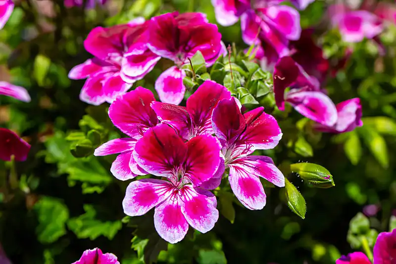 Modista - Women's magazine Uncategorized - This Secret Medicine Cabinet Remedy Will Make Your Geranium Bloom Profusely