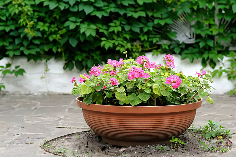 Modista - Women's magazine Uncategorized - This Secret Medicine Cabinet Remedy Will Make Your Geranium Bloom Profusely