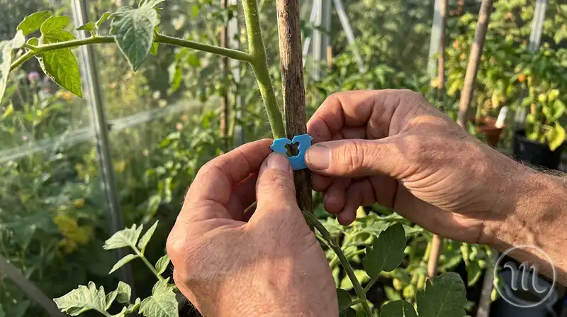 Процес підв'язування куща томату за допомогою пластикового затискача від хліба на городі.
