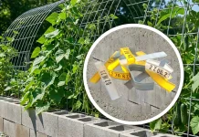 Більше Не Викидаю Пластикові Затискачі Для Хліба: Ось Як Їх Використовую На Городі MODISTA - Більше Не Викидаю Пластикові Затискачі Для Хліба: Ось Як Їх Використовую На Городі