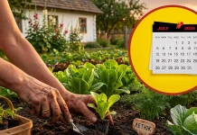 UA: Місячний посівний календар на липень 2026 року | PL: Miesięczny kalendarz siewu na lipiec 2026 | EN: Monthly sowing calendar for July 2026