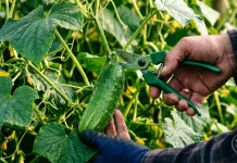 UA: Збір свіжого врожаю огірків на городі за допомогою секатора. | PL: Zbiór świeżych ogórków w ogrodzie za pomocą sekatorów. | EN: Harvesting a fresh crop of cucumbers in the garden using secateurs.
